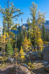 Autumn larch trees in the Rocky Mountains in Yoho National Park, British Columbia