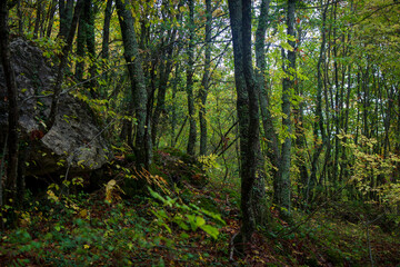 Fototapeta na wymiar undergrowth landscape with trees landscape