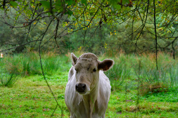 Cow in a field 