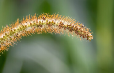 Plant in the corn field