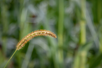 Plant in the corn field