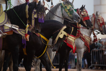 portrait of Moroccan Fantasia horses With traditional Moroccan harness
