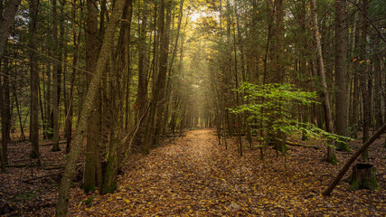 Autumn color in Stokes State Forest New Jersey