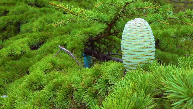 A cone of Lebanese cedar (Cedrus libani) on a background of green needles