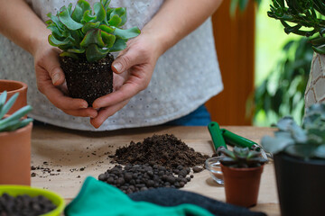 Woman is replanting a plant into a new brown pot. Many plants standing on a table.