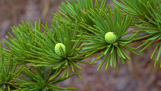 A cone of Lebanese cedar (Cedrus libani) on a background of green needles