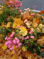 Herbstbl&uuml;ten