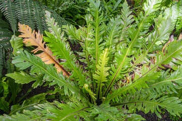 Asplenium nidus, Bird‘s nest fern center with wet leaves