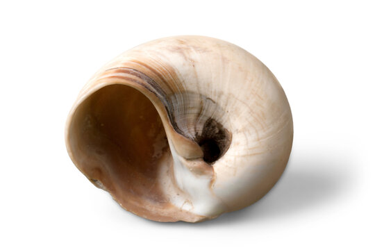 Sea shell on white background