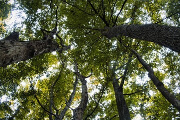 beautiful texture effects of green trees seen from below, in an Italian forest in spring 2022