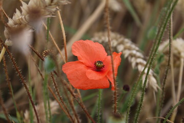 Roter Mohn - Foto. Sommerszene in der Natur. Wildblumen aus n&auml;chster N&auml;he. Goldener Hintergrund. Mohnkuchen. Industrieanlagen. Landwirtschaftlicher Bereich. Organische Flora. Lebensmittelproduktion. 