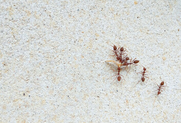 Red ants are working together.  On the concrete wall, the concept of unity, power, teamwork