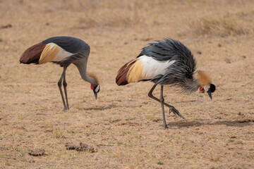 Beautiful pair of Gray Crowned Cranes looking for something to eat in the African savannah of Amboseli in Kenya