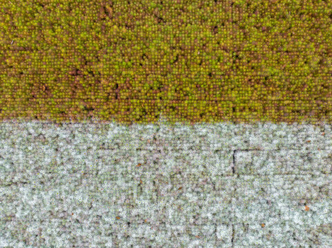 pine in two collors 
