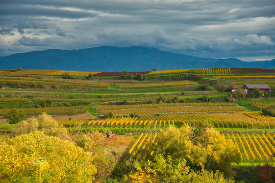 Herbst im Kaiserstuhl bei Endingen