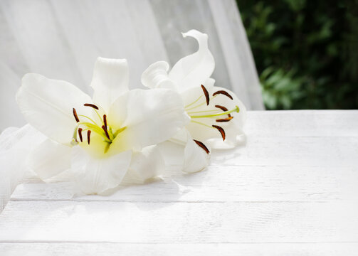 White lily on white wooden background