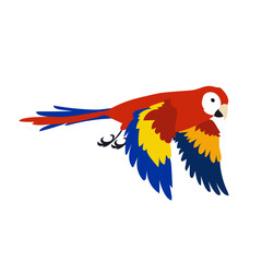 Fototapeta premium Colorful tropical parrot spreading wings vector illustration. Bird flapping wings, movements in flight. Red ara flying in sky isolated on white background. Animal, motion concept