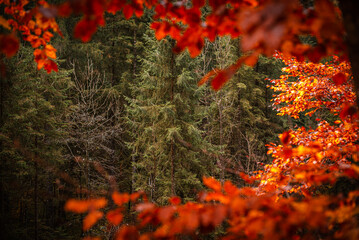 Frame of autumn leaves and evergreen forest - fall season foliage in the woodland