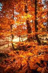 Fototapeta na wymiar Beech tree with yellow leaves in the autumn forest - fall season foliage in the woodland