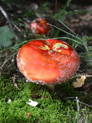 Fliegenpilz wächst auf Moos