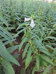 Sesame seed flower on tree in the field, Sesame a tall annual herbaceous plant of tropical