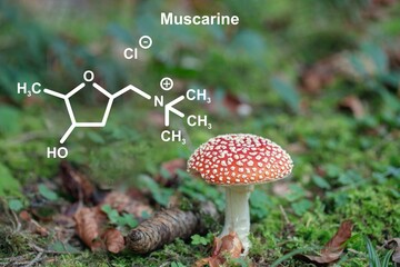Fly agaric (Amanita muscaria) and structural formula of muscarine.