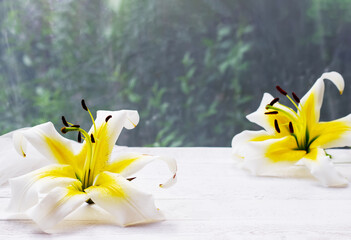 Yellow lilies on white wooden table with tulle fabric on the background