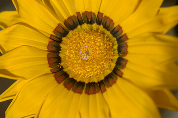 close up of sunflower