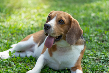 cute beagle dog on green grass outdoor in the park on sunny day, Happy beagle dog, smile beagle dog.