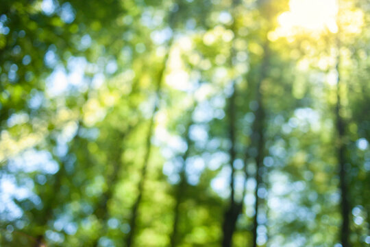 green forest blur bokeh background
