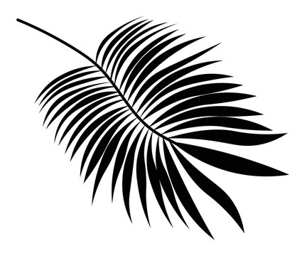 palm leaf silhouette