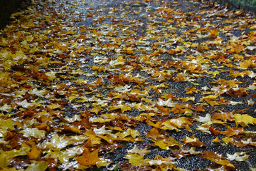 Wet fallen leaves on footpath in Autumn