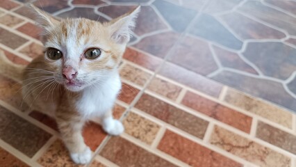 Domestic Orange Cat on the floor tile