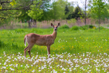 Deer In the Meadow In spring