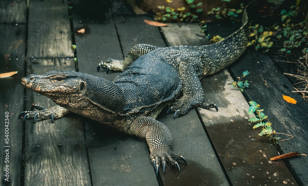 Sticker Asian water monitor lizard, Varanus Salvator on a block of wood at the Singapore zoo