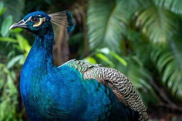 Closeup of a Peafowl, Pavo cristatus at the Singapore zoo