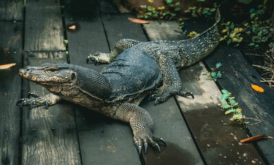Asian water monitor lizard, Varanus Salvator on a block of wood at the Singapore zoo