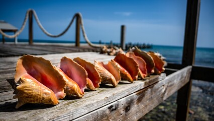 Line of conch shells on a pier in Eleuthera, Bahamas
