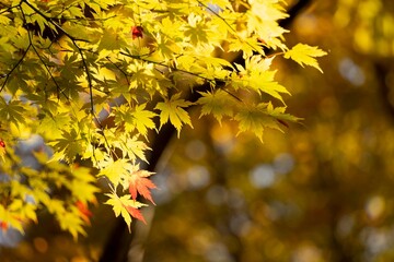 木漏れ日と黄色い紅葉