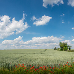 Fototapeta na wymiar View over beautiful green farm landscape with red poppies in Germany with clouds in blue sky, wind turbines to generate electrical power and high voltage power lines