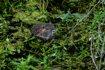 bébé ragondin qui mange