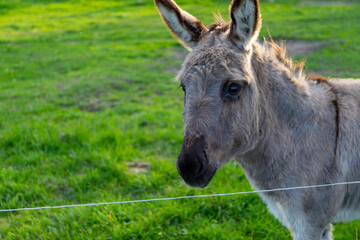 Grey donkey in a small pasture