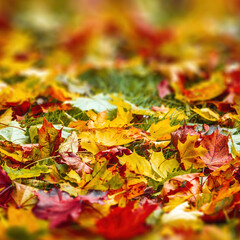 Colorful autumn leaves photo background