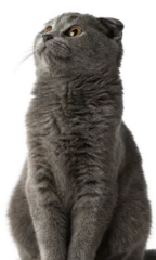 Foto op Plexiglas gray scottish fold cat on a transparent background © GraphiCore