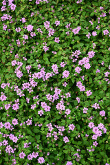 Fondo natural con detalle y textura de multitud de flores de tonos lilas con vegetación de tonos verdes
