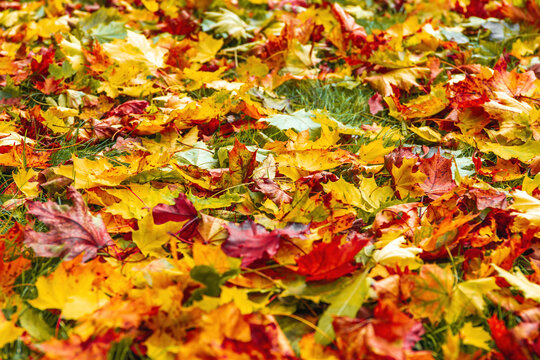 Colorful autumn leaveson the ground texture - autumn photo background
