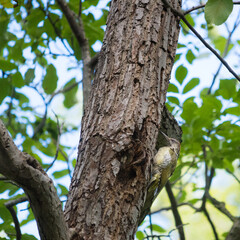 European green woodpecker (Picus viridis) on a tree near a hollow