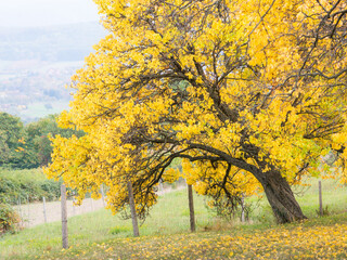 Fototapeta na wymiar yellow cherry tree in autumn park