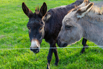 Naklejka na ściany i meble Grey and black donkey in a small pasture