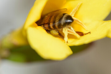 bee on yellow flower